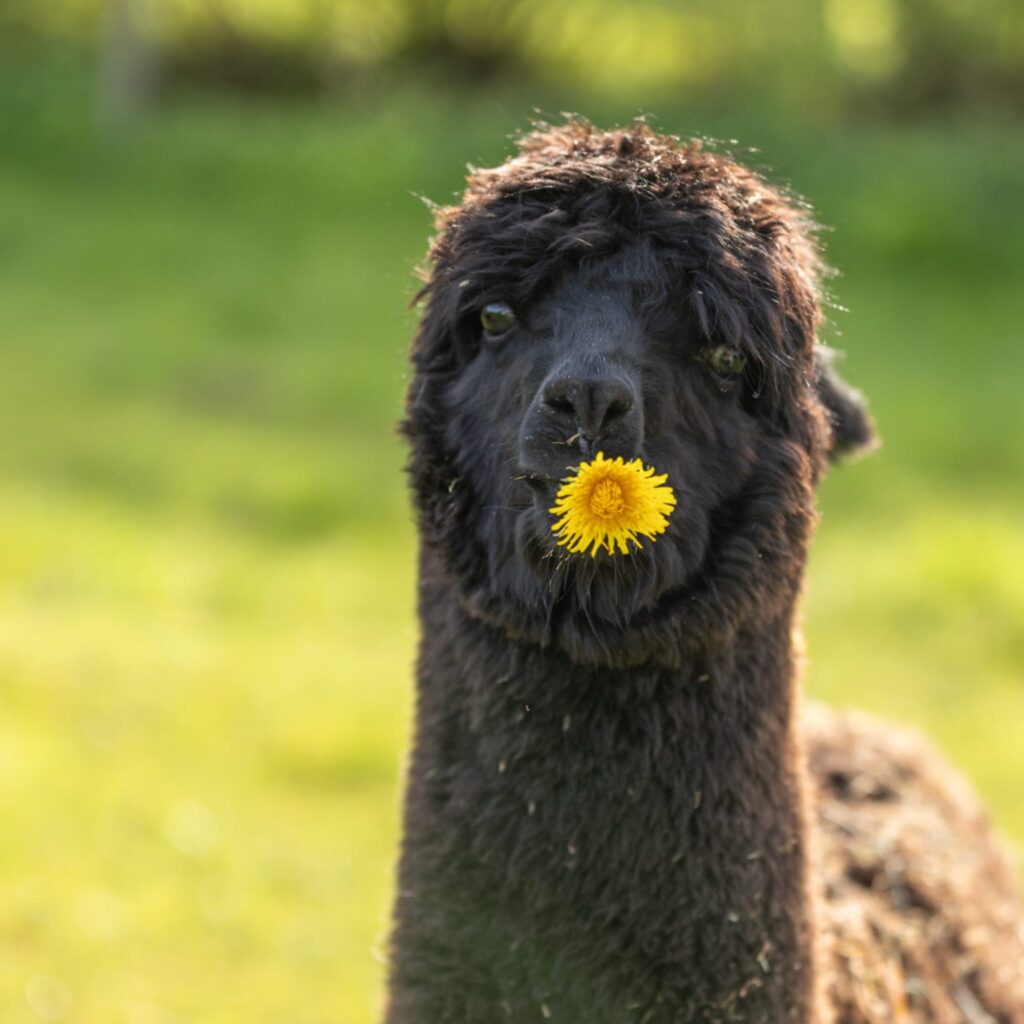 alpaka mylo